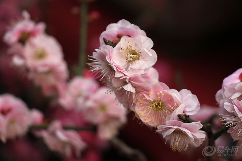 梅花的别称