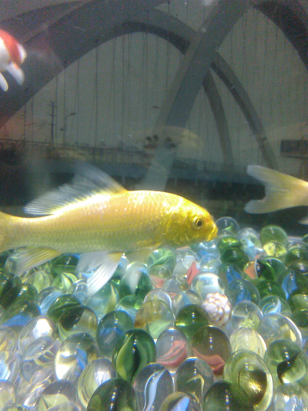 梦回水缸边，金鱼游弋——解析梦见家里水缸养金鱼的深层含义