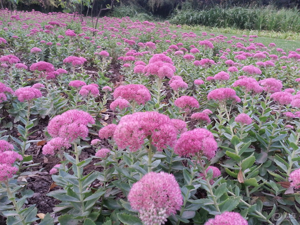 高清吉祥花