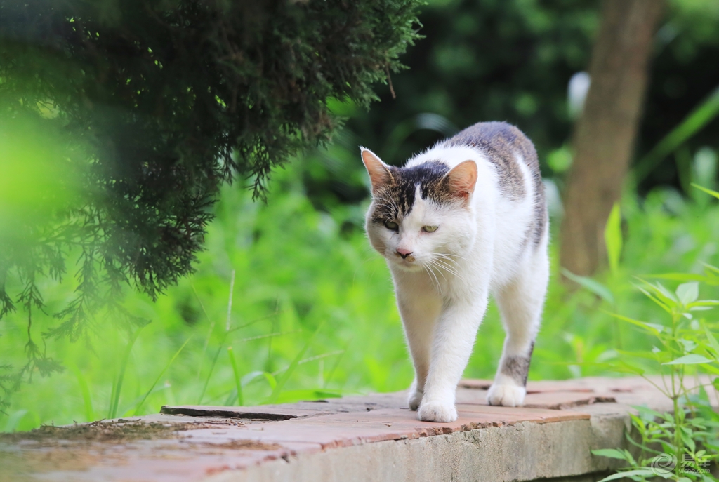 月牙猫高清