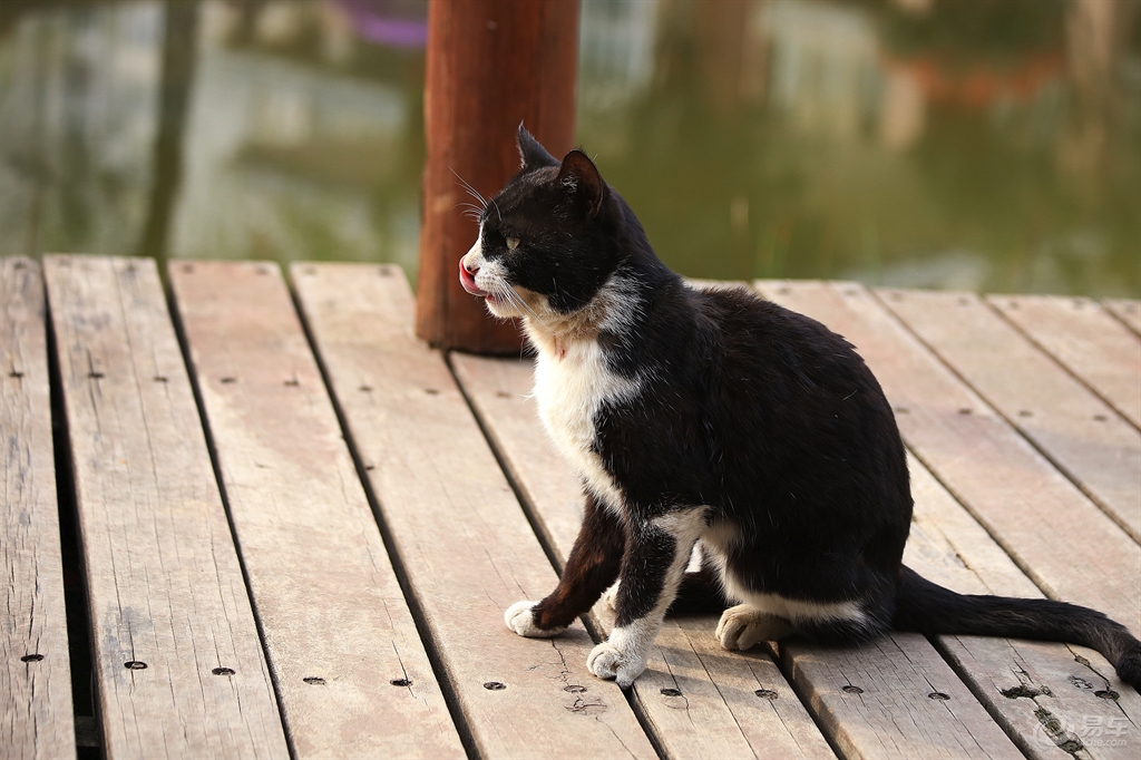 黑白花猫