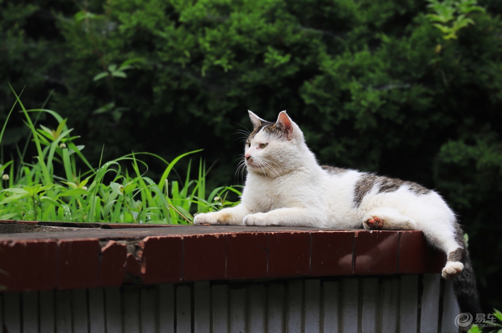 月牙猫高清