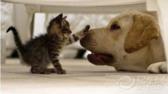 【猫与狗】_山东车友会_汽车论坛-易车网