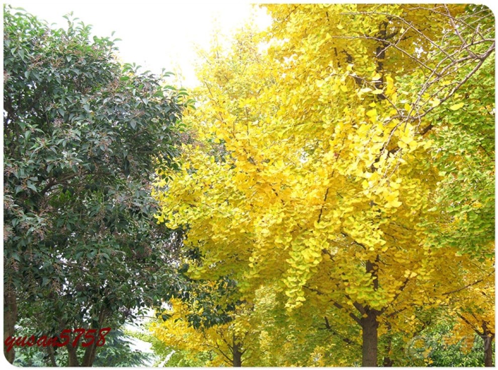 【再拍银杏,敬请<em>兄弟姐妹</em>们<em>多</em>提宝贵意见!】_