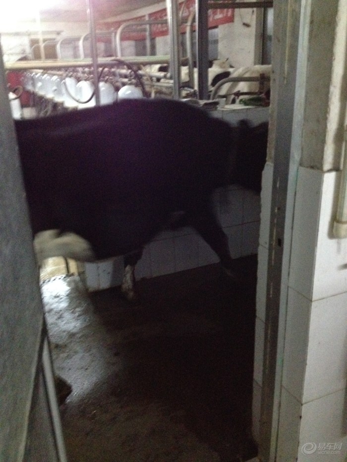 【双十二巨献】你说奶牛有公的吗