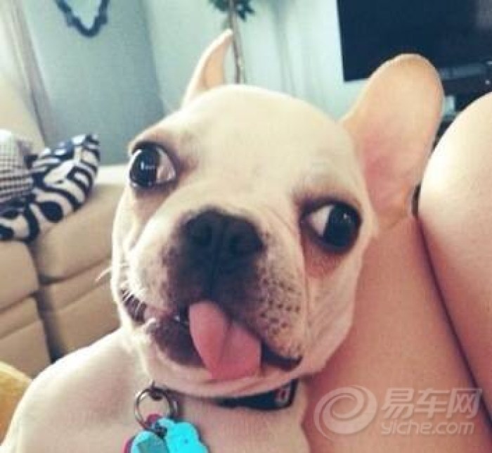 【嗷!我晕了】_宠物当家论坛