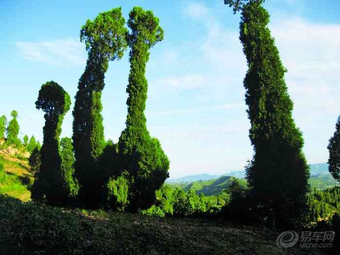 【图片欣赏:自然风光 奇树 】 湖南 论坛论坛_手机
