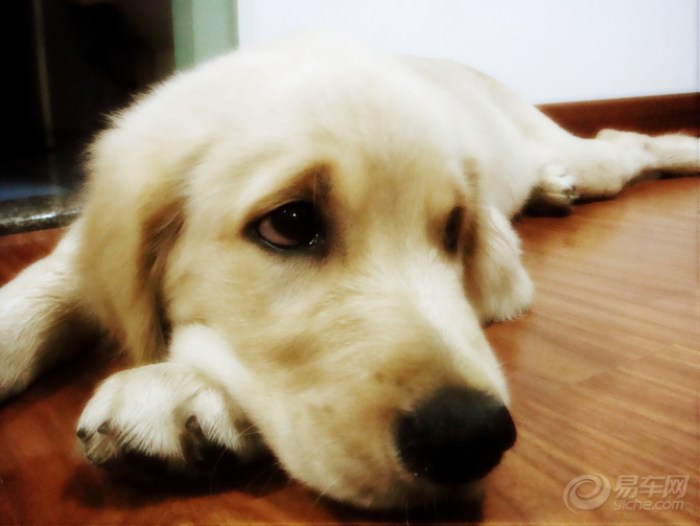 【熊猫宠物日记★怀念我家の金毛犬-小P(小屁