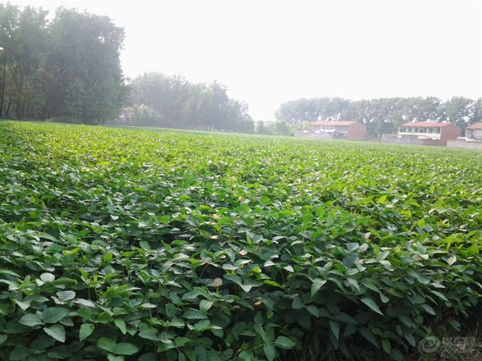 【田地里的庄稼--你们还认识吗】_安徽车友会