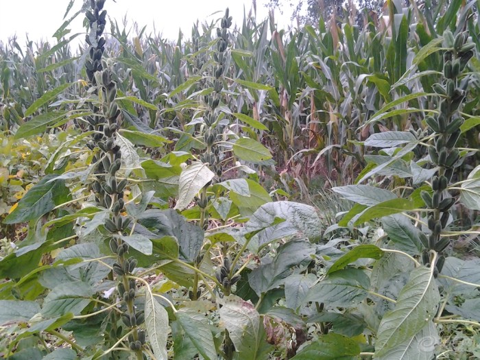 【田地里的庄稼--你们还认识吗】_安徽车友会