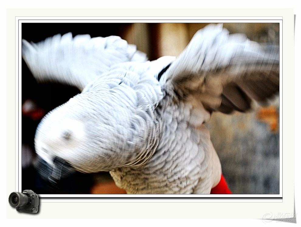 【【顽皮的鹦鹉拍摄 】 第二季】_安徽论坛图