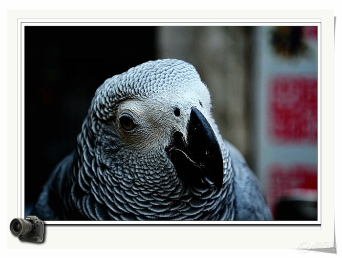 【【顽皮的鹦鹉拍摄 】 第二季】_安徽车友会