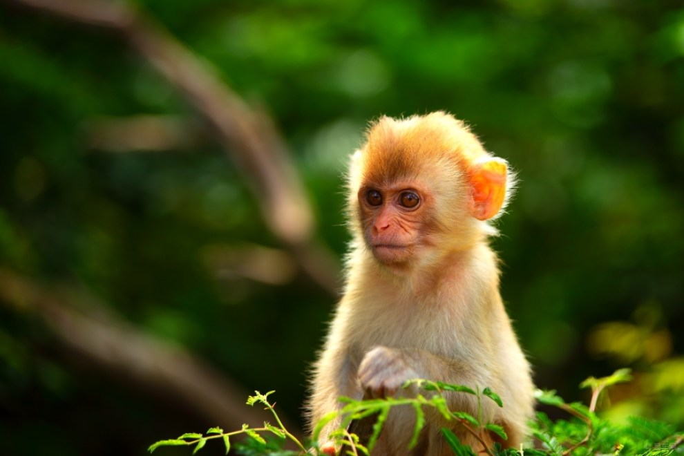 【一只猴子】_摄影论坛图片集锦_汽车论坛-易车网