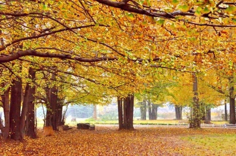 【【主题活动 我的家乡】去年老树残草影、今