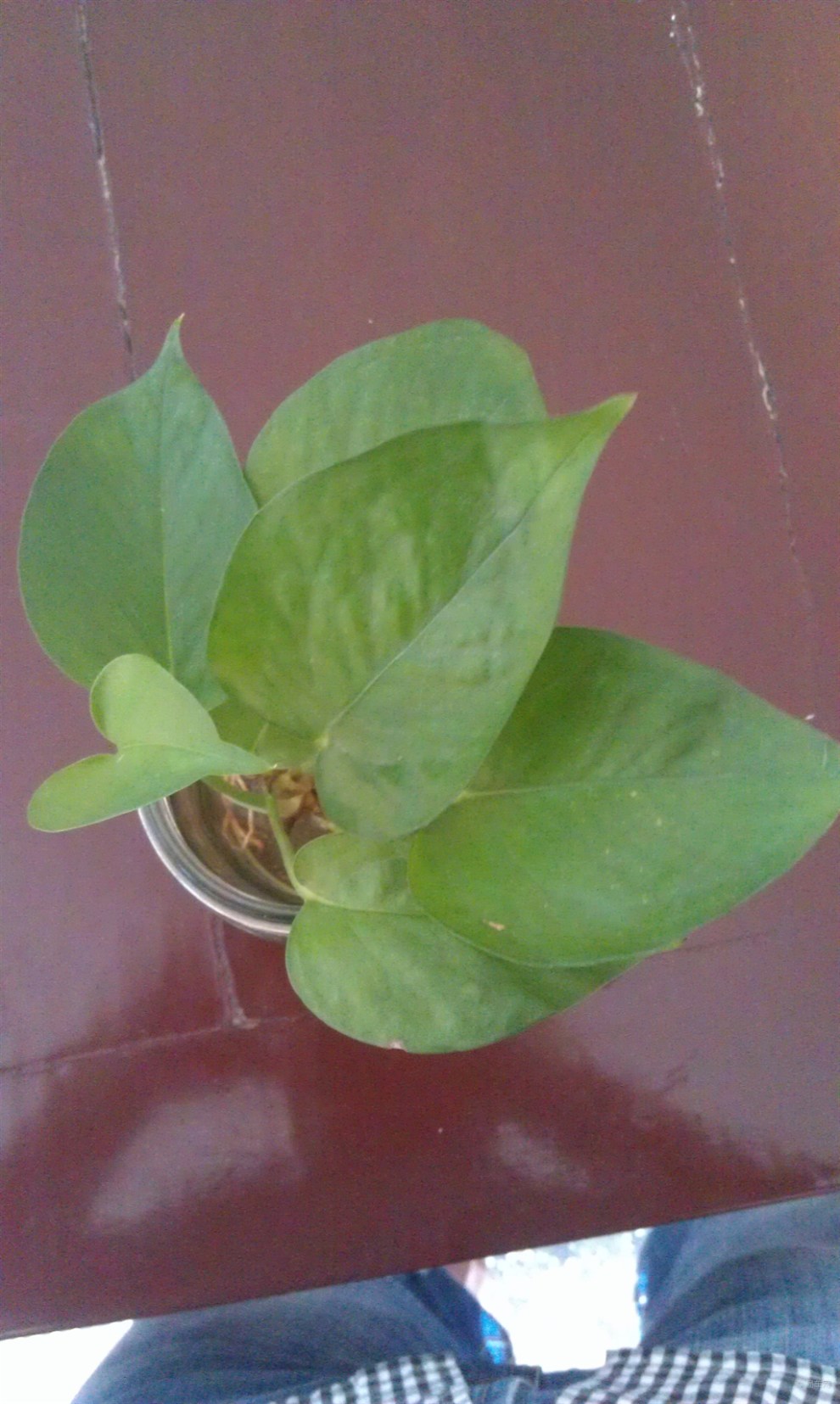 【【申精】家中绿罗】_江苏论坛图片集锦