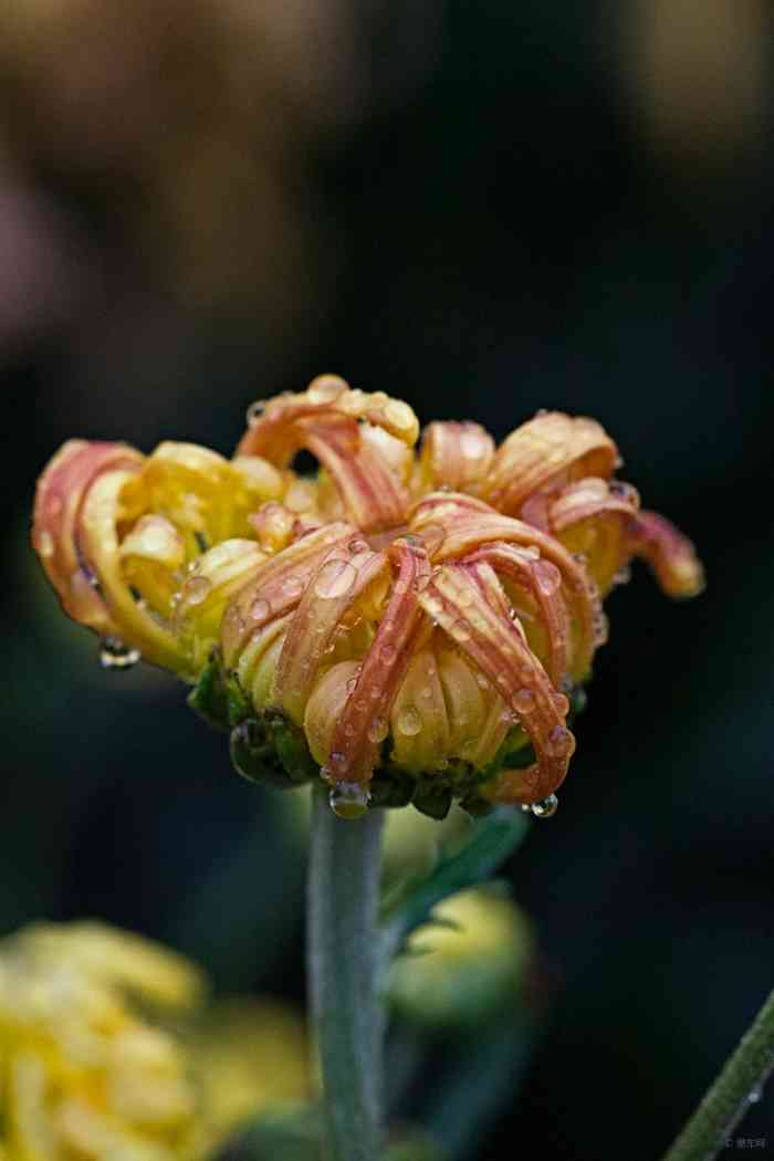 雨中菊花