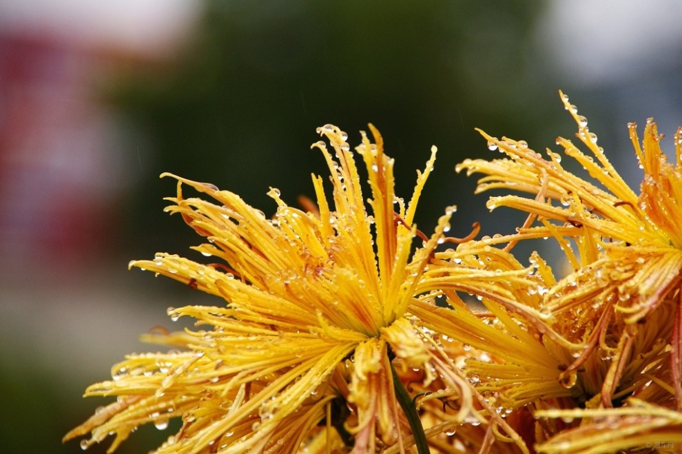 雨中菊花
