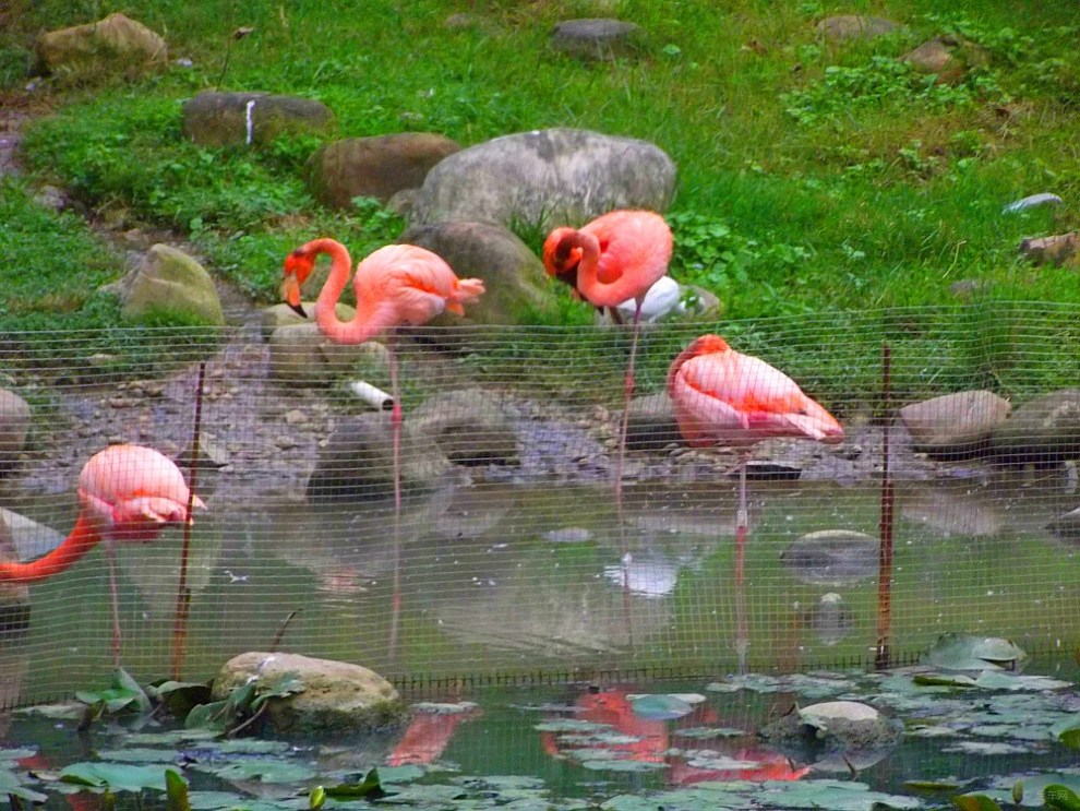 【【福州易车会】福州动物园】_福建论坛图片