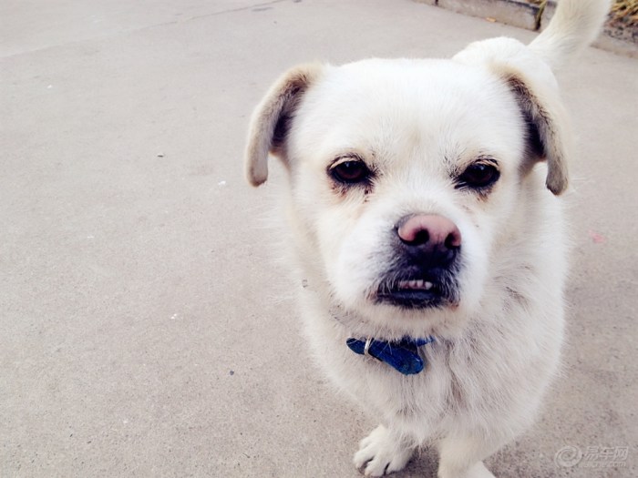 【【新年上新货】小<em>萌妹</em>与小萌狗】宠物<em>当家</em>论