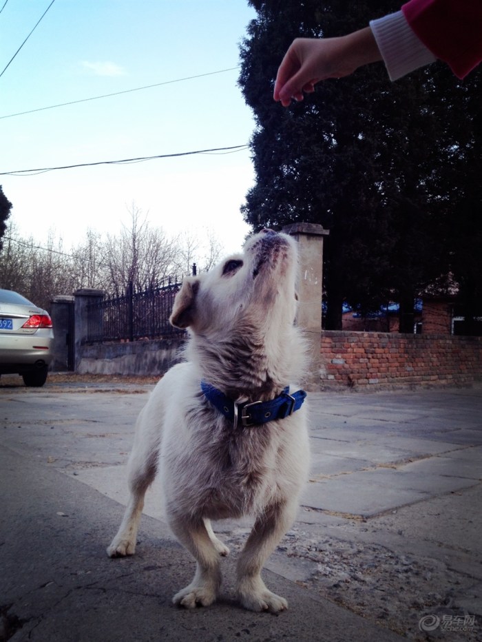 【【新年上新货】小<em>萌妹</em>与小萌狗】宠物<em>当家</em>论