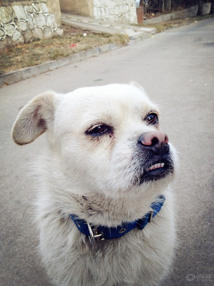 【【新年上新货】小<em>萌妹</em>与小萌狗】宠物<em>当家</em>论