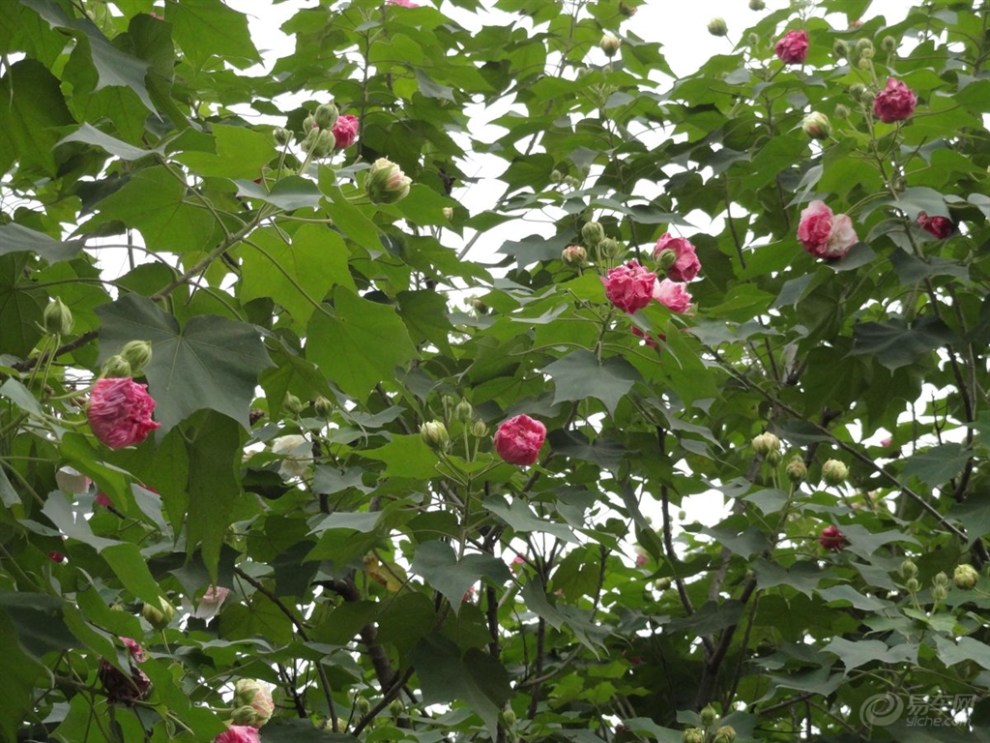 【[原创]芙蓉几月开,芙蓉花花语】_重庆社区图