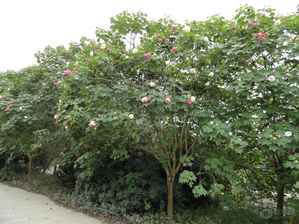 【芙蓉花几月开,芙蓉花花语】_四川论坛图片集