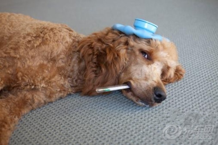 【【驯养秘笈】宠物狗常见疾病病因及诊治】_