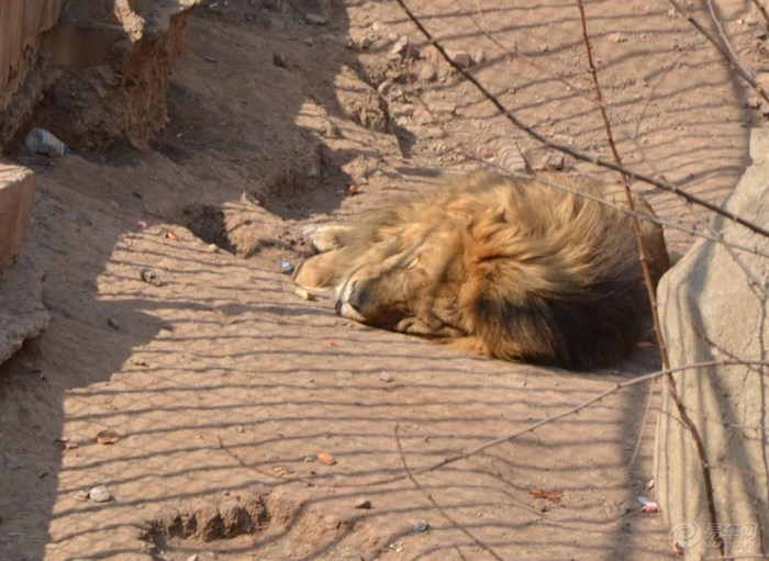 【【原创首发】锦州动物园里的狮子老虎狼熊终