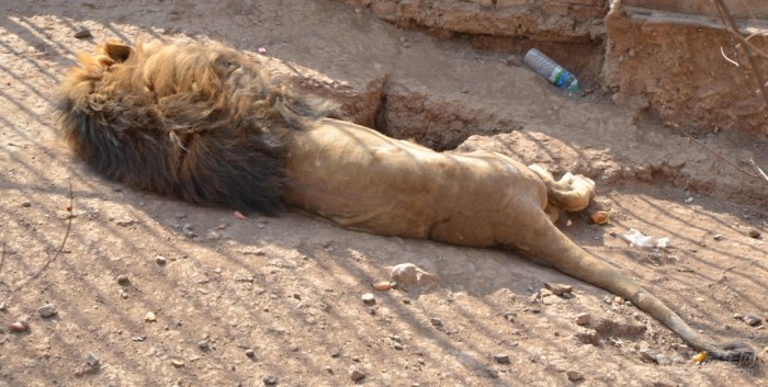 【【原创首发】锦州动物园里的狮子老虎狼熊终