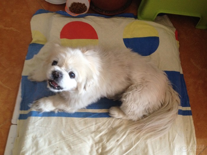 【一双迷人的大眼睛,你有吗?】_宠物当家论坛