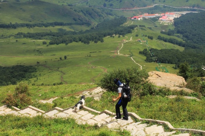 【【可卡妞妞】 上山容易下山难】_宠物当家论
