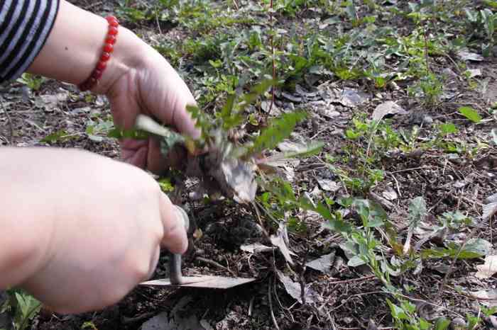 周末天业门前挖蒲公英赏李花榆叶梅