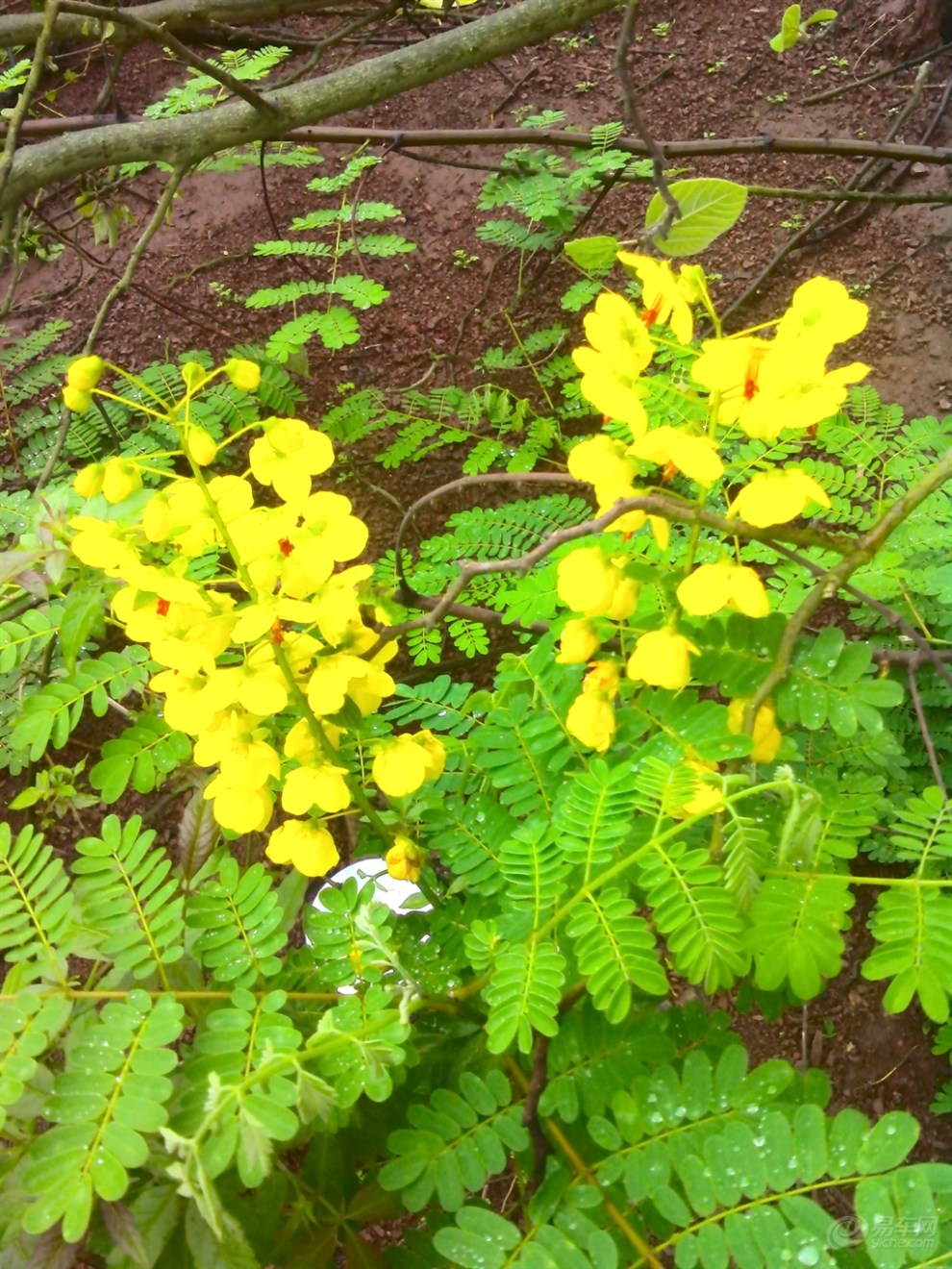 【槐树花开】_湖南论坛图片集锦