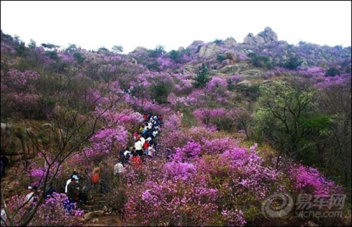 【魅力西海岸 激情新黄岛 青岛逸动车友会黄岛