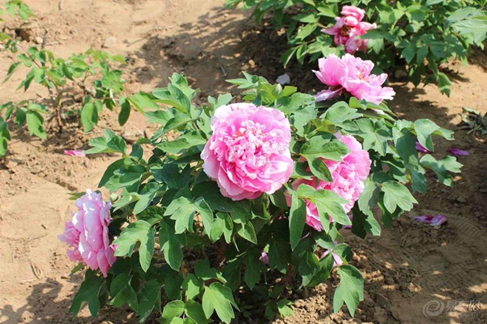 【【原创首发】中华牡丹园】_山东论坛图片集