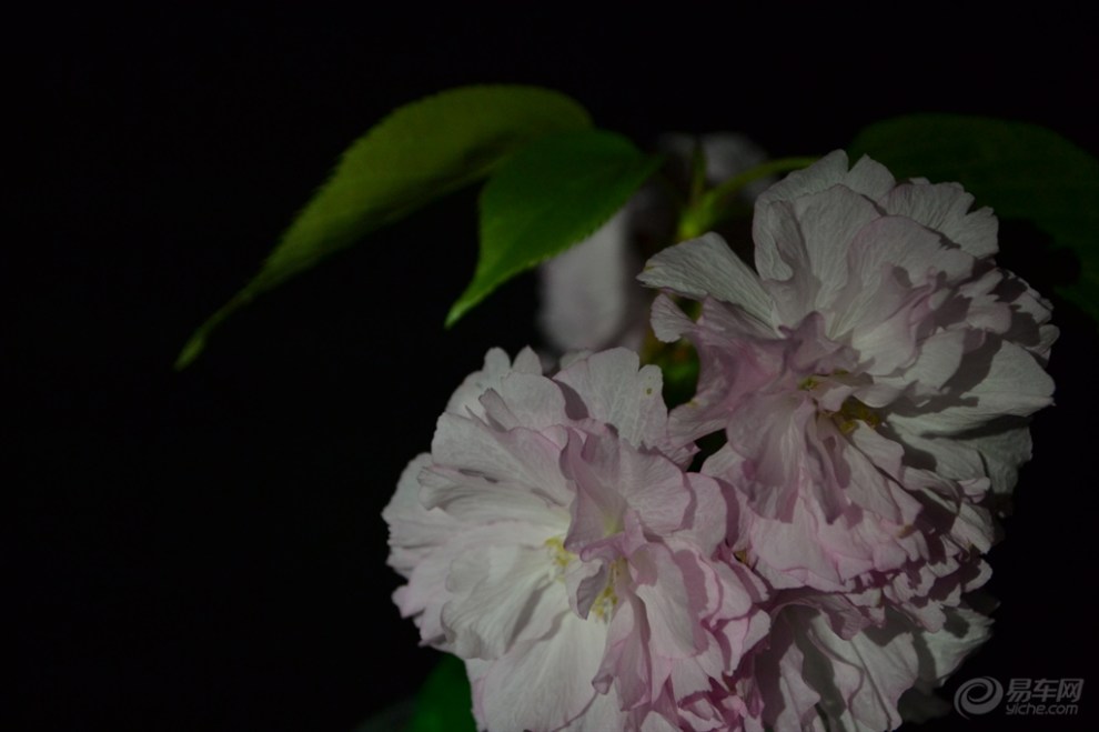 【【夜间辅助光拍摄海棠花】】_安徽论坛图片