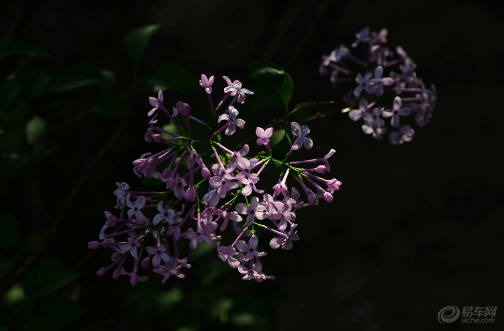 【【丁香花开】】_云南论坛图片集锦