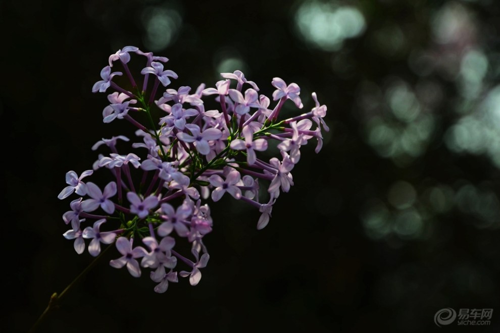 【【丁香花开】】_云南论坛图片集锦