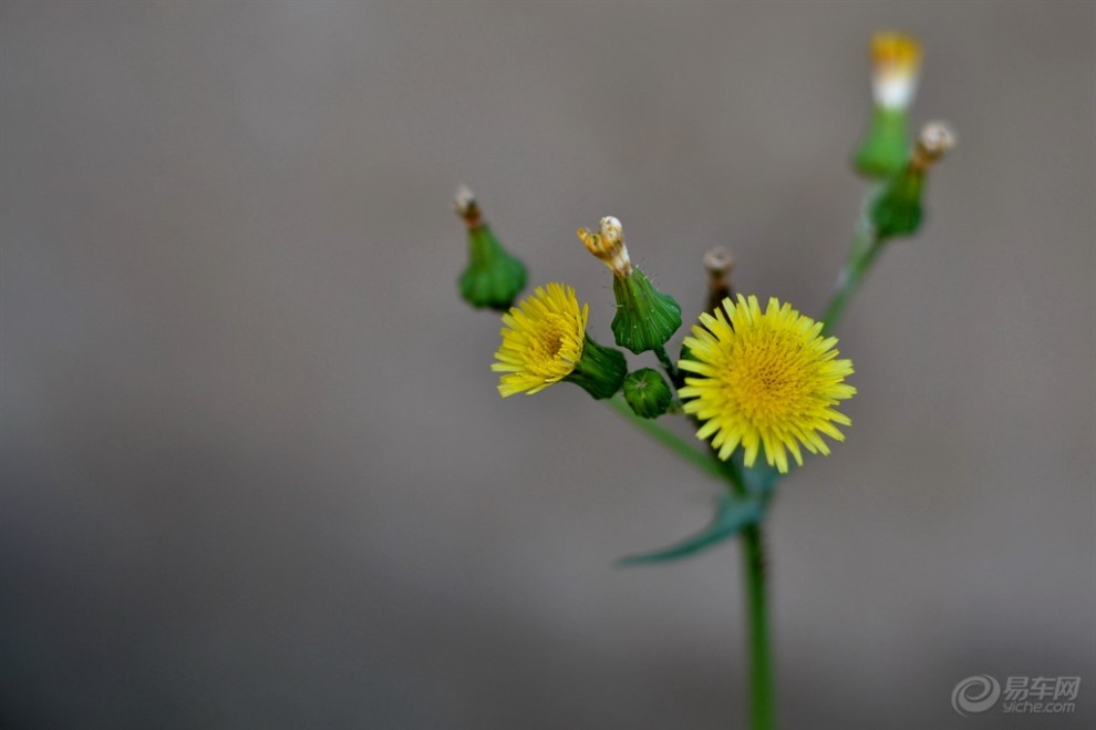 【【每日图鉴】定焦镜头试镜背景虚化效果】_