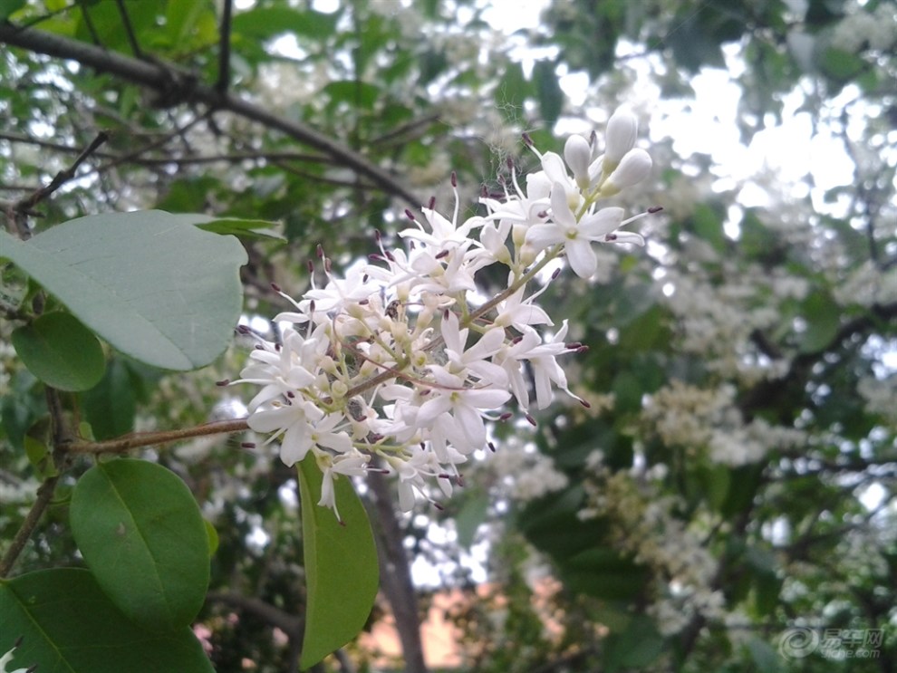 白花树特拍