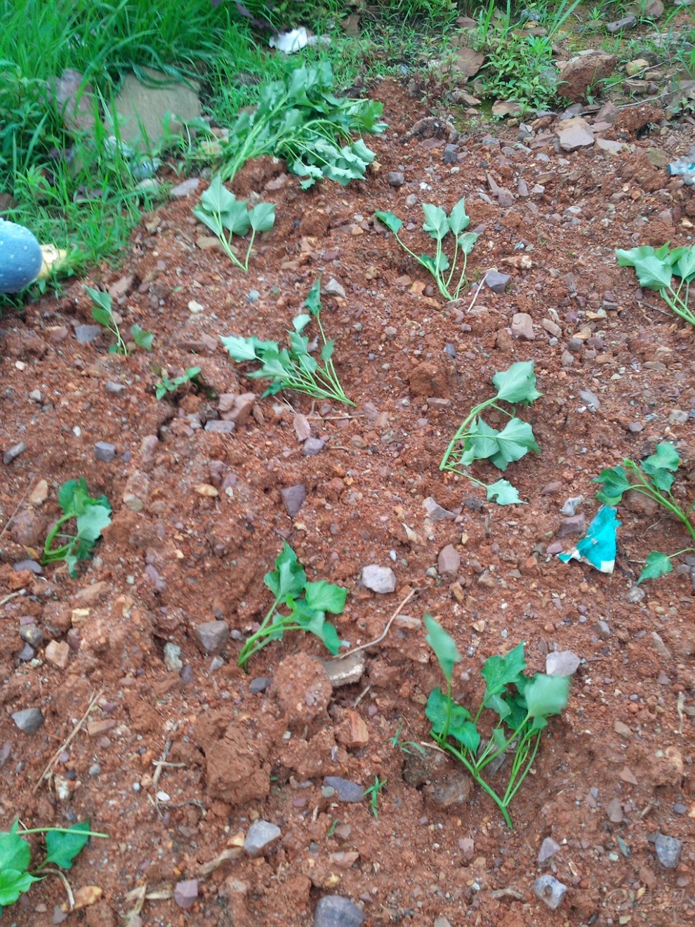 【【户外序曲】体验生活--种红薯】_驴行户外