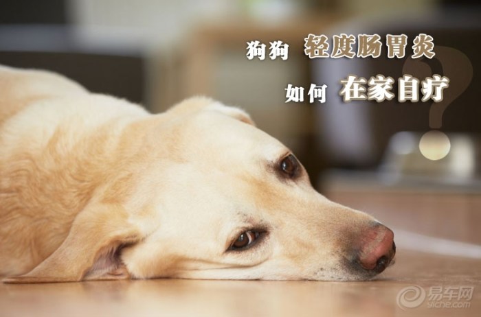 【【驯养秘籍】狗狗轻度肠胃炎如何在家自疗?