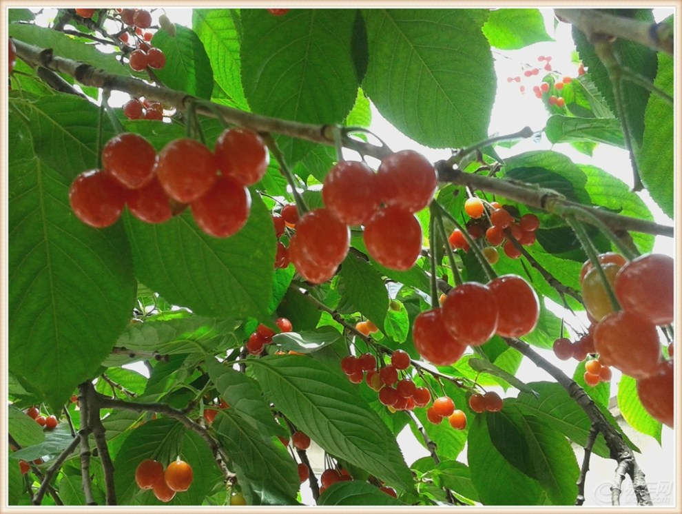 【原创】樱桃红 花儿艳 鱼游荷叶间