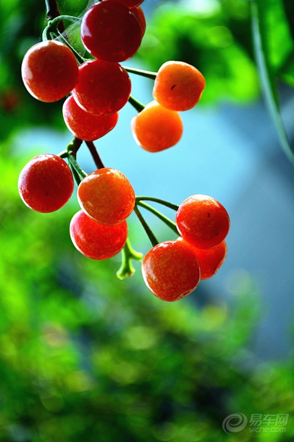 【【首发】【CD】又到樱桃成熟时!】_重庆论