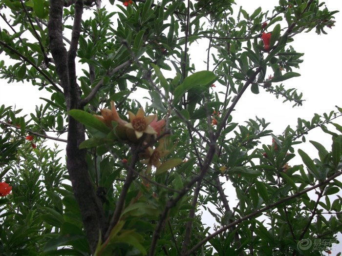 . a.盛果期 b.初果期 c.禾苗期 d.衰老