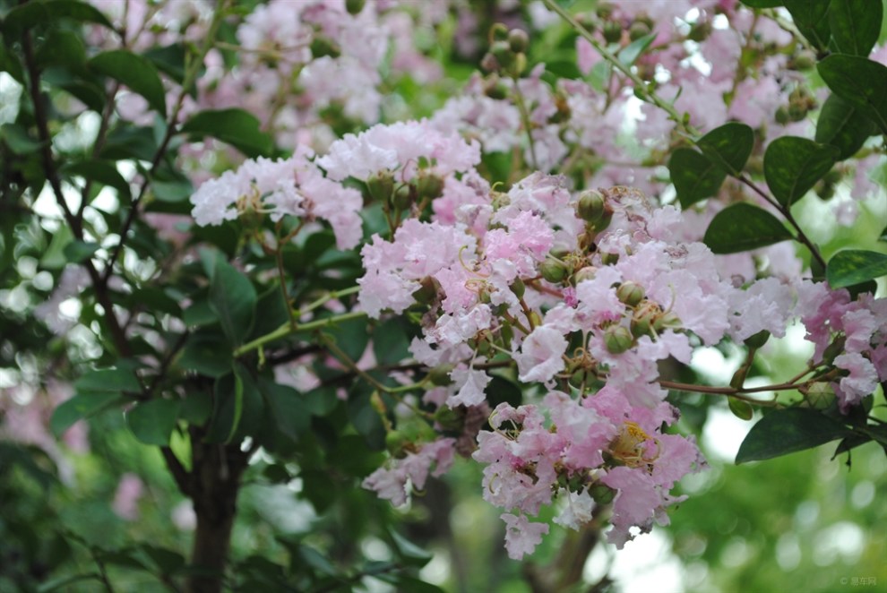 【健身步道上观赏段夏日傍晚景看花开果籽】_