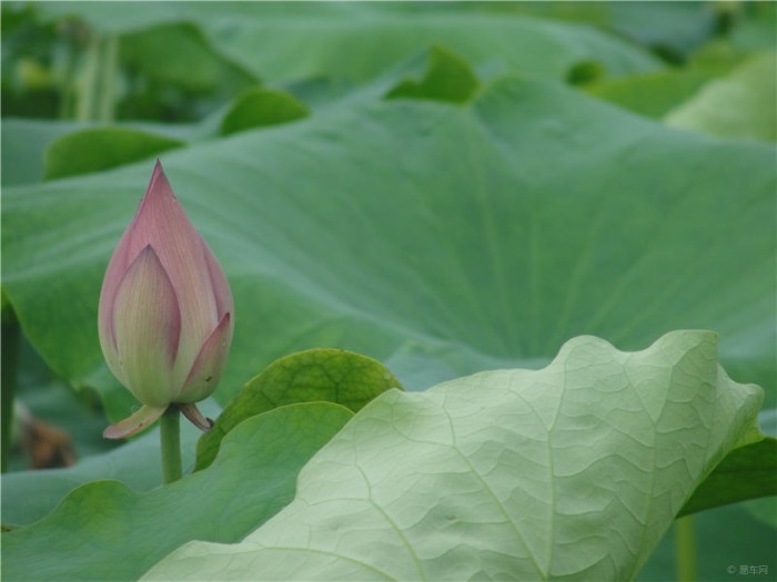 【一朵花两朵花三朵花】_安徽车友会_汽车论