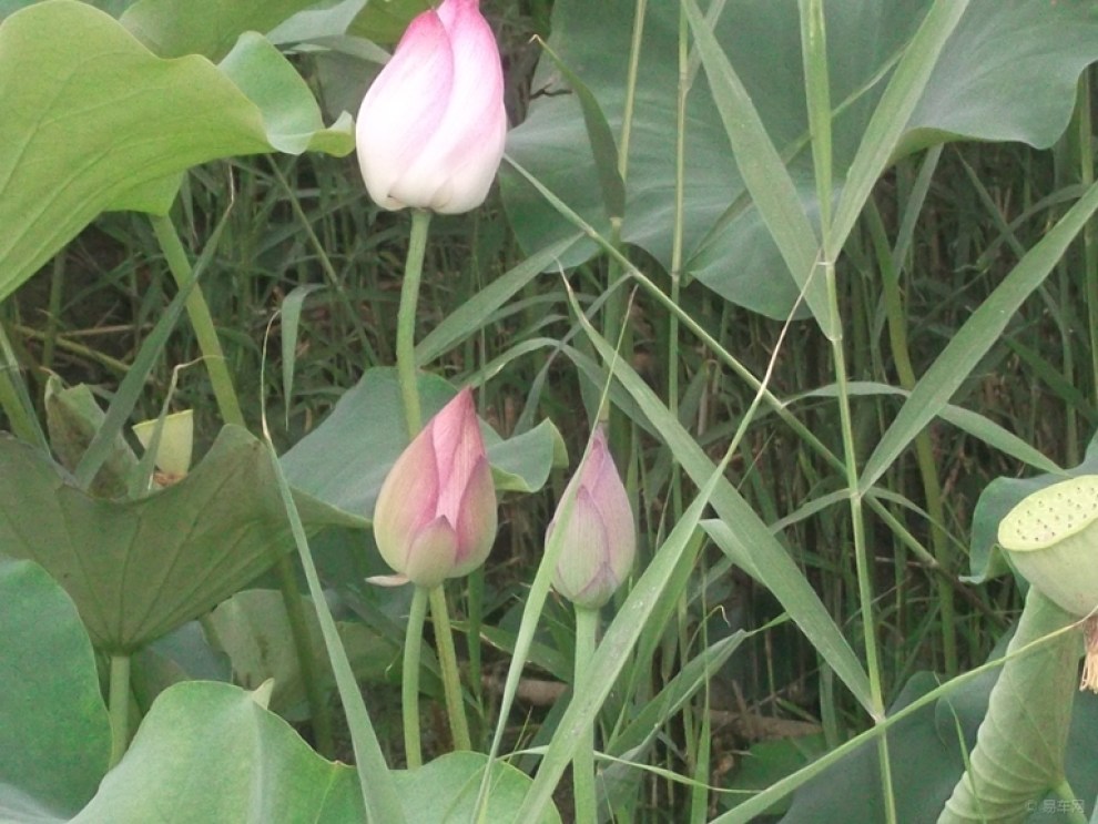 【夏天天热走起池边观赏荷花解暑降温寻美景】