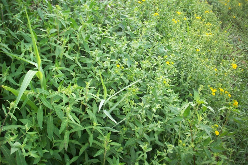 【【首发原创】欣赏水朝阳花】_山东论坛图片